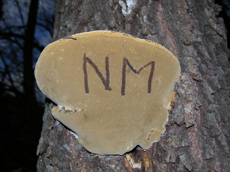 Un fosso......e una marea di funghi.(parte 3)